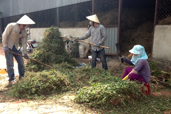 Băm cây tươi, trữ dăm khô tại kho của Công ty Phương Duy Hưng.