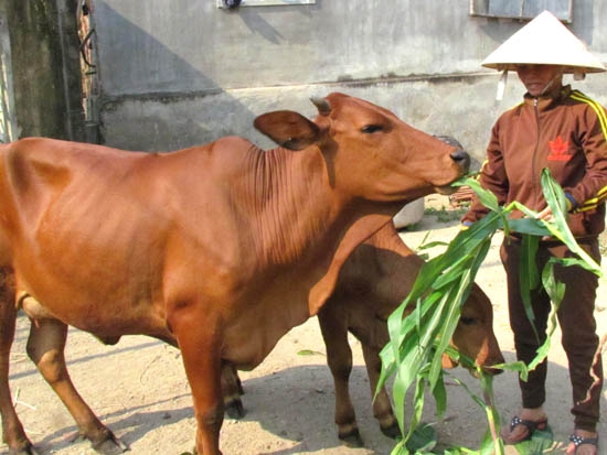 Song với công tác tư vấn, Dự án đã hỗ trợ cho các nông hộ 34 con bò để phát triển sản xuất