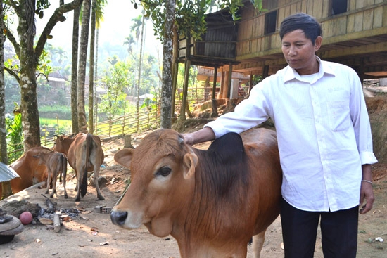 Ông Đinh Văn Treo bên đàn bò nhiều nhất thôn Đắc Long.