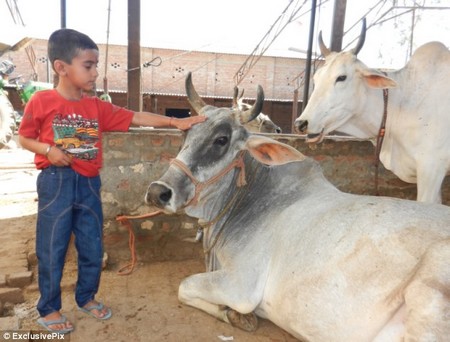 Cậu bé cũng được xem là hiện thân của bò, loại động vật linh thiêng ở Ấn Độ