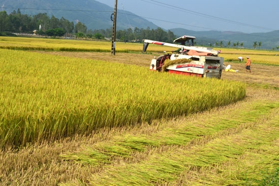 Nhiều địa phương trong tỉnh thu hoạch lúa đông xuân bằng máy gặt đập liên hợp.           