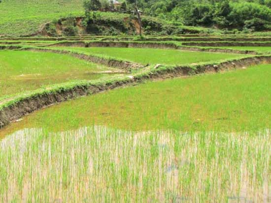 Nhiều cánh đồng ở huyện Minh Long lúa đã lên xanh dù chưa đến lịch thời vụ.
