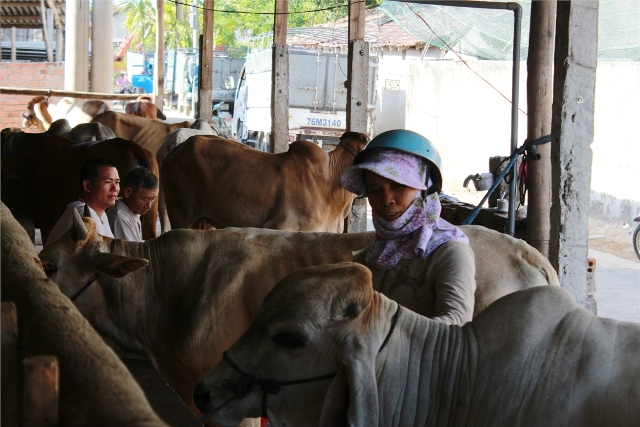 Người nông dân nuôi bò hài lòng khi đến mua bò tại chờ bò xã Tịnh Ấn Tây.