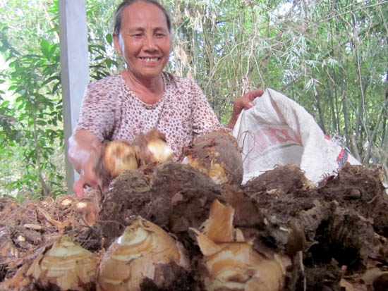 Khoai môn đang mang lại nguồn thu nhập cao cho nhiều bà con nông dân.