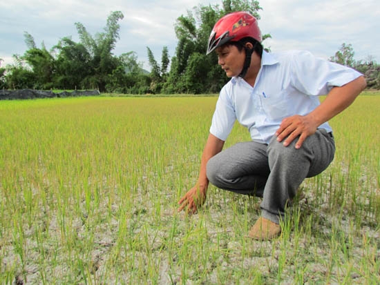 Hơn 1 ha lúa ở thôn Phước Hạ, xã Phổ Nhơn chết cháy vì thiếu nước.