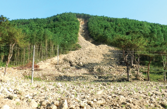 Nhiều đồi keo đã bị sạt lở mất đất, phá vỡ hệ sinh thái rừng.