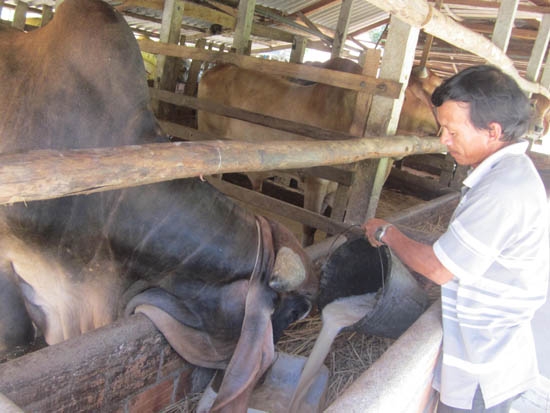 Muốn nuôi bò vỗ béo hiệu quả cao, phải cho chúng ăn uống đúng giờ giấc.