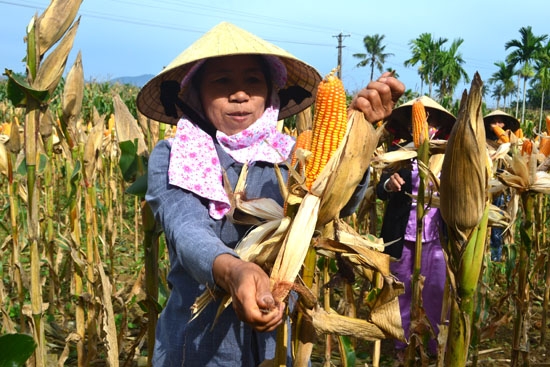 Phí trung gian quá nhiều là lý do khiến  nông dân bán nông sản với giá thấp. Trong ảnh: Nông dân xã Hành Trung (Nghĩa Hành) thu hoạch bắp.