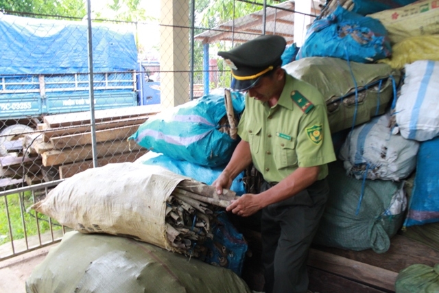 Lực lượng kiểm lâm huyện đã thu giữ 1,1 tấn vỏ cây bùi trái phép.