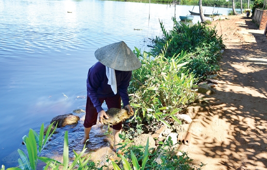 Năm nào, người dân Phú Long 1 cũng gánh đá đổ xuống sông để kè giữ con đường đất.           