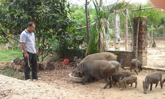 Mỗi năm, mô hình trang trại của gia đình ông Huỳnh Thân thu nhập khoảng 450 triệu đồng.