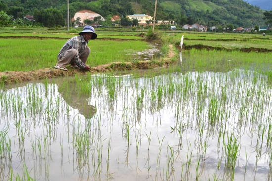 Ông Hồ Ngọc Minh thăm ruộng lúa được 20 ngày.