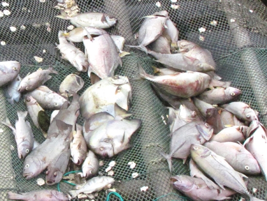 Gần 7.000 con cá của 12 hộ dân bổng dưng chết hàng loạt chỉ sau 1 đêm.