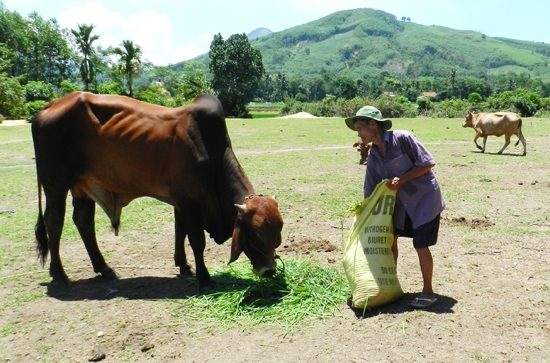 Ông Trương Quang Roi, thôn Tân Long Trung, xã Ba Động chăm sóc bò lai.