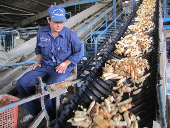 Nhà máy Sản xuất tịnh bột mì Quảng Ngãi đã vận hành trước cả tháng để thu mua mì cho nông dân.