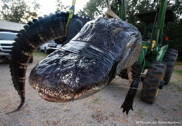  Con cá sấu khổng lồ. (Nguồn: AP)
