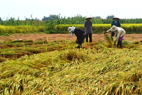 Rất nhiều ruộng lúa “mẫu” hoặc cánh đồng mẫu lớn bị ngã đổ do nông dân “xé” quy trình sản xuất.