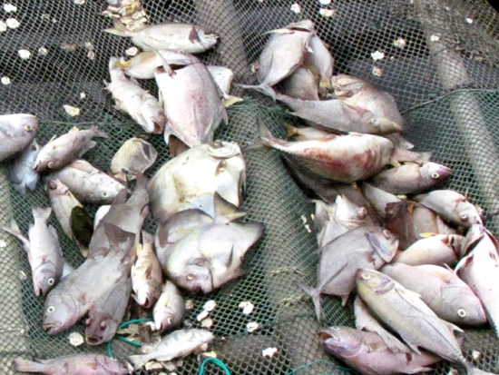Do ô nhiễm nguồn nước, gần 7.000 con cá của 12 hộ dân ở Sa Huỳnh chết hàng loạt chỉ sau 1 đêm.                                                   Ảnh: QNĐT