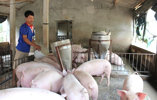 Anh Linh đang nuôi khoảng 100 con heo thịt trong chuồng trại của mình.