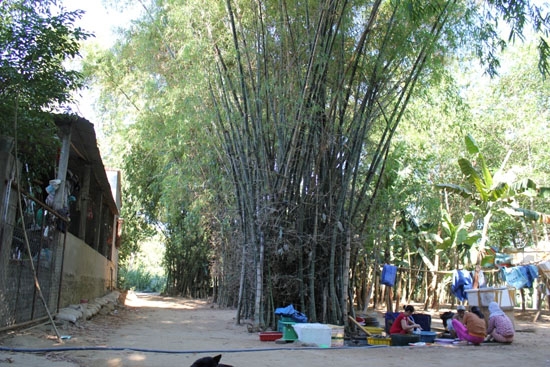 Cây tre đã gắn bó lâu đời với xóm ghe ở thôn Liên Hiệp 1, phường Trương Quang Trọng (TP.Quảng Ngãi)
