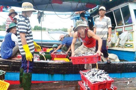 Trúng mẻ cá chuồn 13 tấn, nhưng chủ tàu Lê Văn Minh lẫn anh em đi bạn vẫn buồn vì bị đầu nậu ép giá.  
