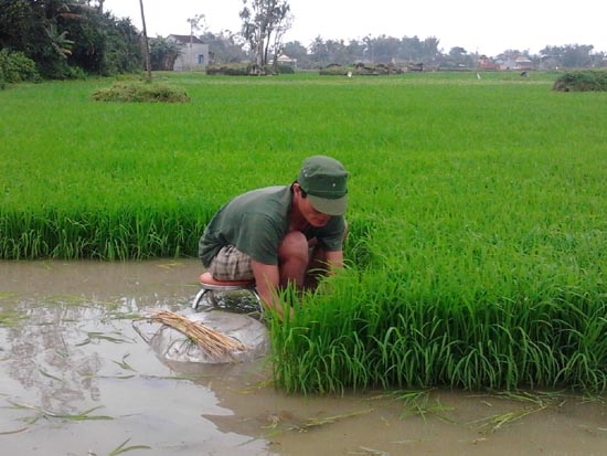 Người trồng lùa được hỡ trợ để duy trì diện tích sản xuất lúa.