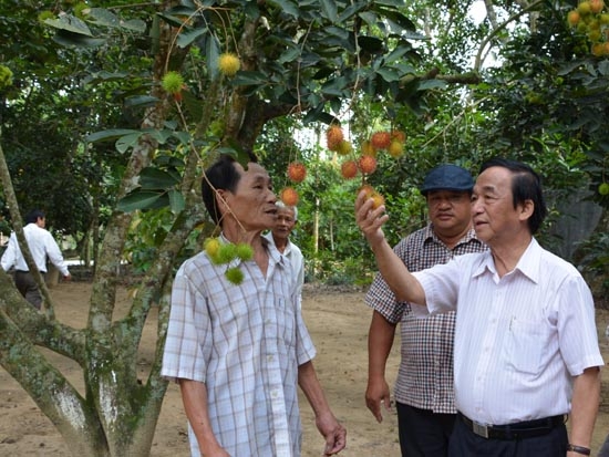 Giáo sư đánh giá cao hiệu quả của mô hình trồng cây ăn quả ở Nghĩa Hành.