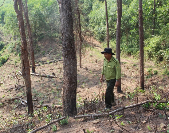 Lực lượng Kiểm lâm giám sát, điều tra hiện trường rừng thông Ba Tơ đang bị tàn phá nghiêm trọng.              