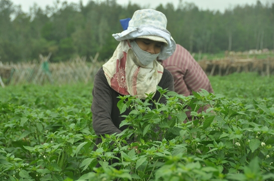 Nông dân xã Tịnh Châu, TP. Quảng Ngãi chăm sóc cây ớt.