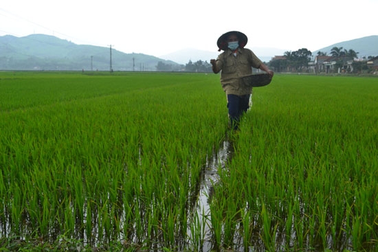 Ngày càng ít nông dân dùng phân chuồng bón cho lúa, chỉ chuộng phân bón hóa học, hóa chất bảo vệ thực vật.   