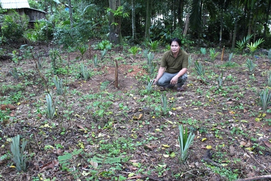 Anh Phạm Văn Minh với vườn dứa vừa xuống giống của gia đình.
