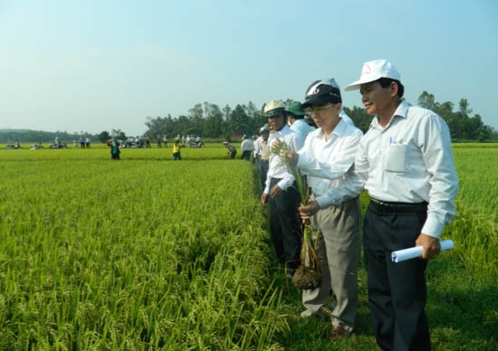 Cánh đồng sản xuất lúa giống của HTX DVNN-NT Tịnh Trà.