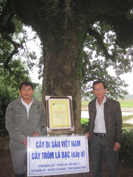 Cây Trôm 230 tuổi dược công nhân cây Di sản Việt Nam