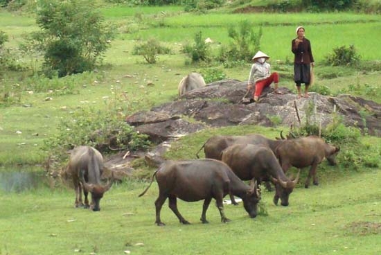 Nhiều năm qua, đàn trâu bò đã giúp cho nhiều hộ dân ở Ba Tơ xóa đói, giảm nghèo.                                                        Ảnh: Mai Hạ
