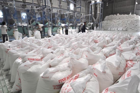Sản phẩm tinh bột mì của Công ty CP Nông sản thực phẩm Quảng Ngãi được đóng gói xuất khẩu.