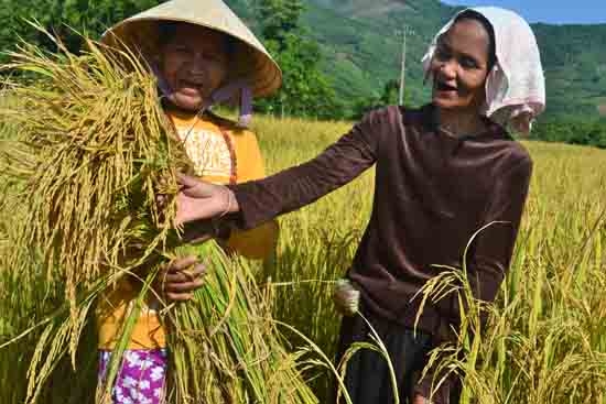 Niềm vui được mùa lúa của bà con đồng bào dân tộc thiểu số xã Long Sơn (Minh Long).