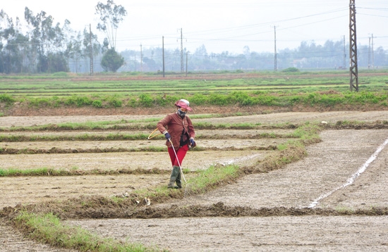  Nông dân phun thuốc diệt cỏ cho ruộng lúa.