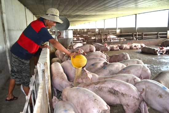 Chăn nuôi theo hướng hiện đại, chất lượng là mục tiêu mà ngành chăn nuôi Tư Nghĩa hướng đến.