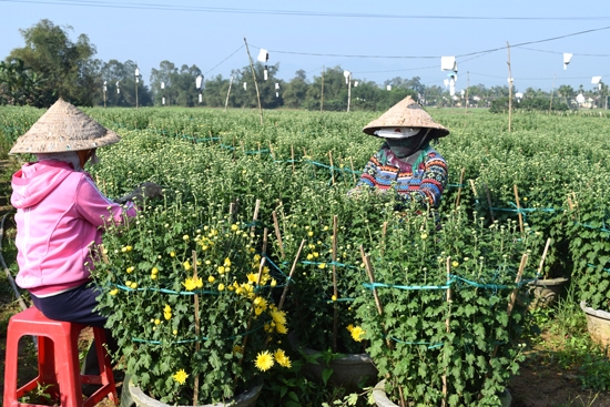  Người trồng hoa ở Nghĩa Hiệp đang chăm sóc hoa để bán trong dịp Tết.