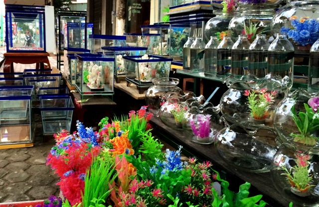Những bể cá, phụ kiện trang trí bể cá cũng được bày bán khá phong phú, đa dạng