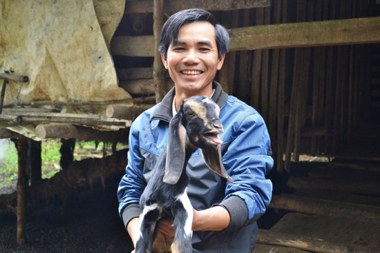 Dù nuôi dê mang lại hiệu quả kinh tế cao, nhưng nông dân muốn mua con giống chất lượng, phải đến các tỉnh Quảng Nam, Bình Định.