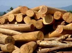  Cấm xuất khẩu gỗ tròn, gỗ xẻ các loại từ rừng tự nhiên trong nước- Ảnh minh họa