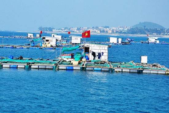 Lồng bè nuôi tôm hùm xuất khẩu ở vùng biển gần bờ huyện đảo Lý Sơn.