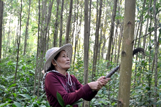 Bà Bùi Thị Kim chăm sóc vườn keo.