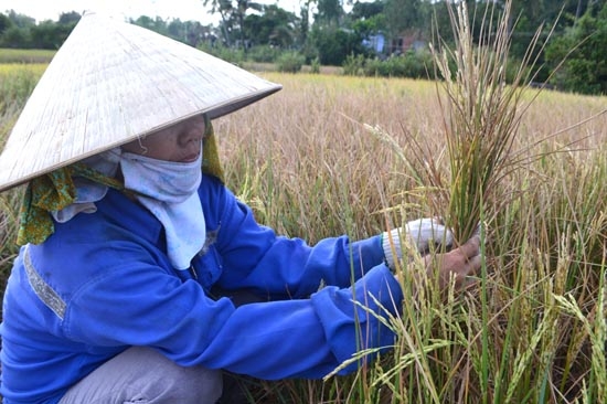 Nông dân Bình Thuận điêu đứng vì lúa bị khô cháy.