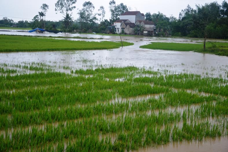 Nhiều diện tích lúa, hoa màu của người dân ở huyện Nghĩa Hành bị nhấn chìm trong nước.