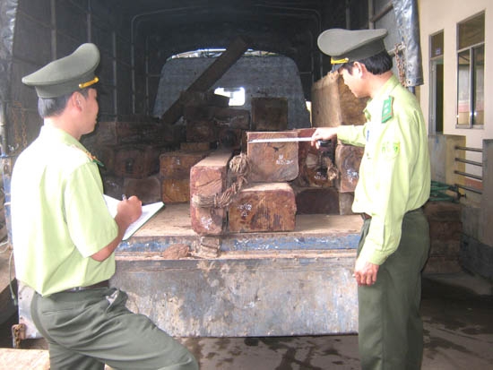 Qua nguồn tin báo của lực lượng bảo vệ rừng theo hợp đồng, kiểm lâm kiểm tra, phát hiện gỗ vận chuyển trái phép trên địa bàn miền núi Quảng Ngãi.