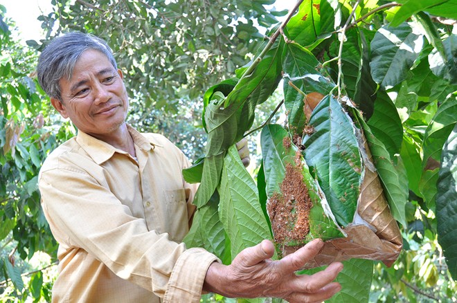 Nông dân Đoàn Văn Le nuôi hàng ngàn tổ kiến trong vườn cây để diệt trừ sâu bọ. Ảnh: Ngọc An
