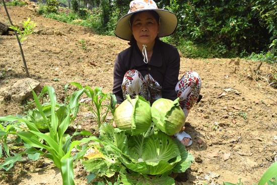 Bà Mai thu hoạch bắp sú trong vườn nhà.