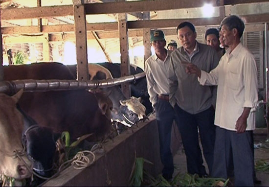 Đàn bò mang lại hiệu quả cao cho gia đình ông Nông